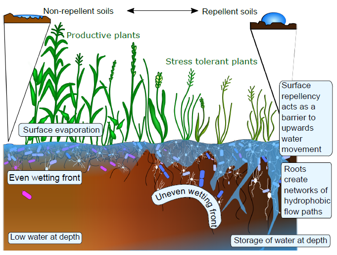 Plant and soil communities are associated with the response of soil ...